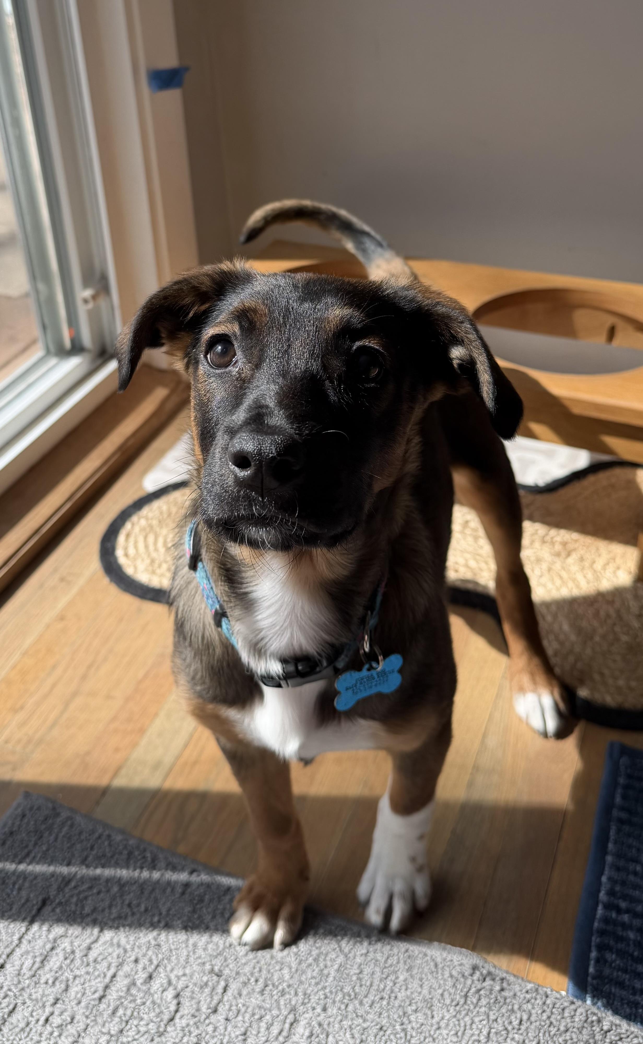 Enlarge Elsie, an adopted mixed breed in Minneapolis, MN image 5/5