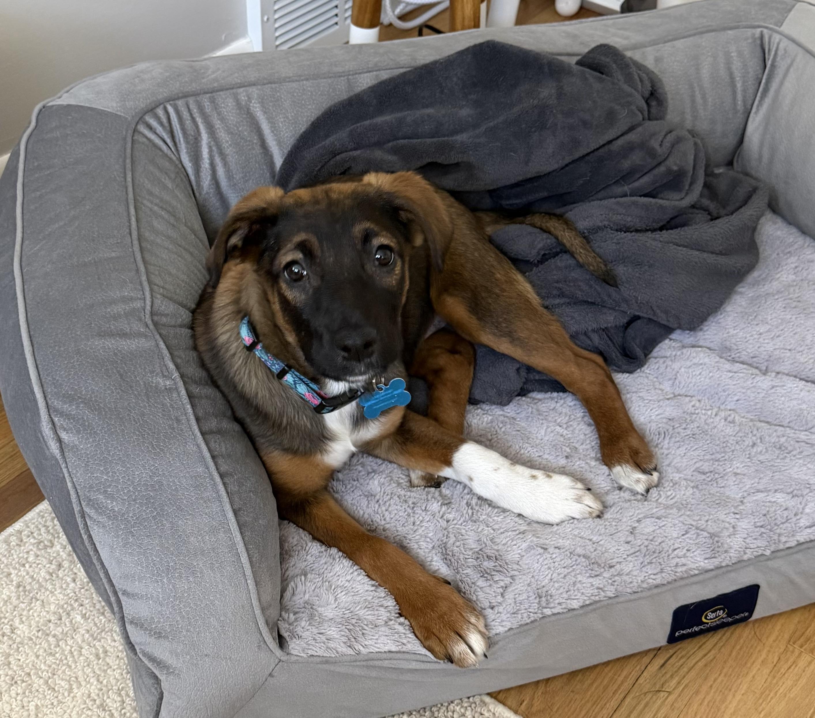 Enlarge Elsie, an adopted mixed breed in Minneapolis, MN image 4/5