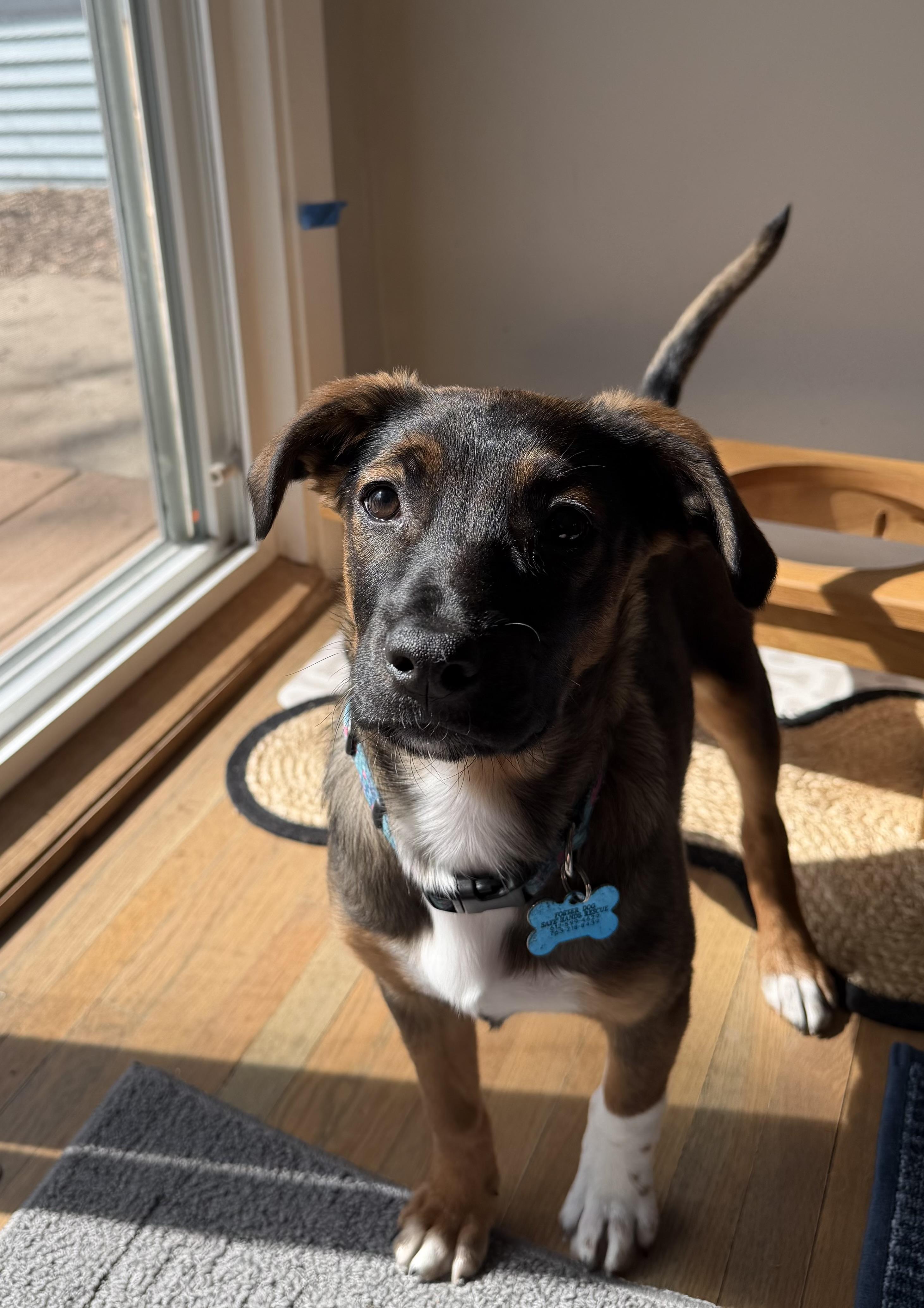 Elsie, adopted, Puppy Female Shepherd & Hound.