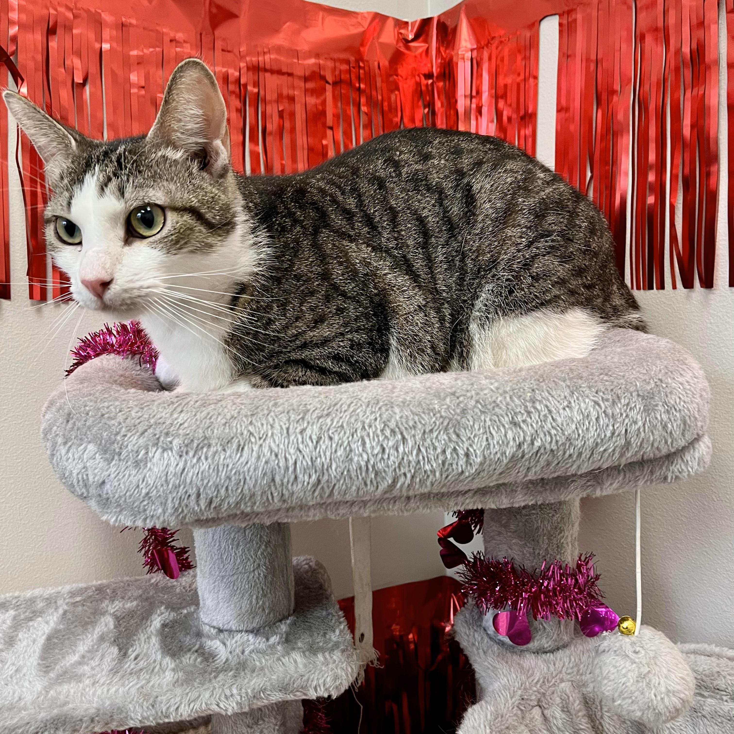 Siptah — thumbnail 3