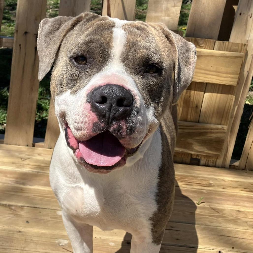 Enlarge Ash, a Adoptable Mixed Breed in Pulaski, TN image 1/1