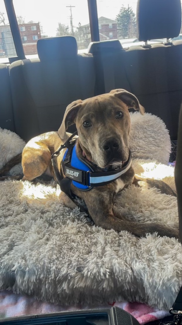 Rudy, Adopted, Young Male Pit Bull Terrier & Weimaraner.