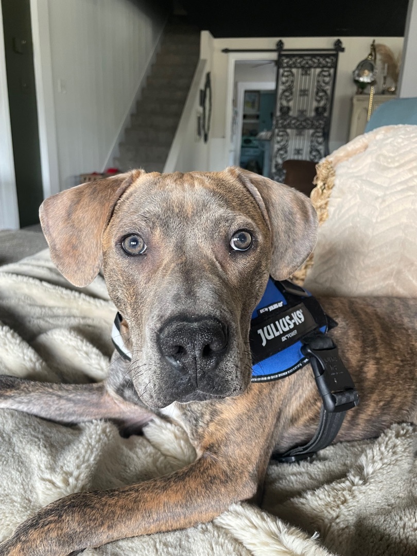 Enlarge Rudy, a Adopted mixed breed in Gates Mills, OH image 2/2