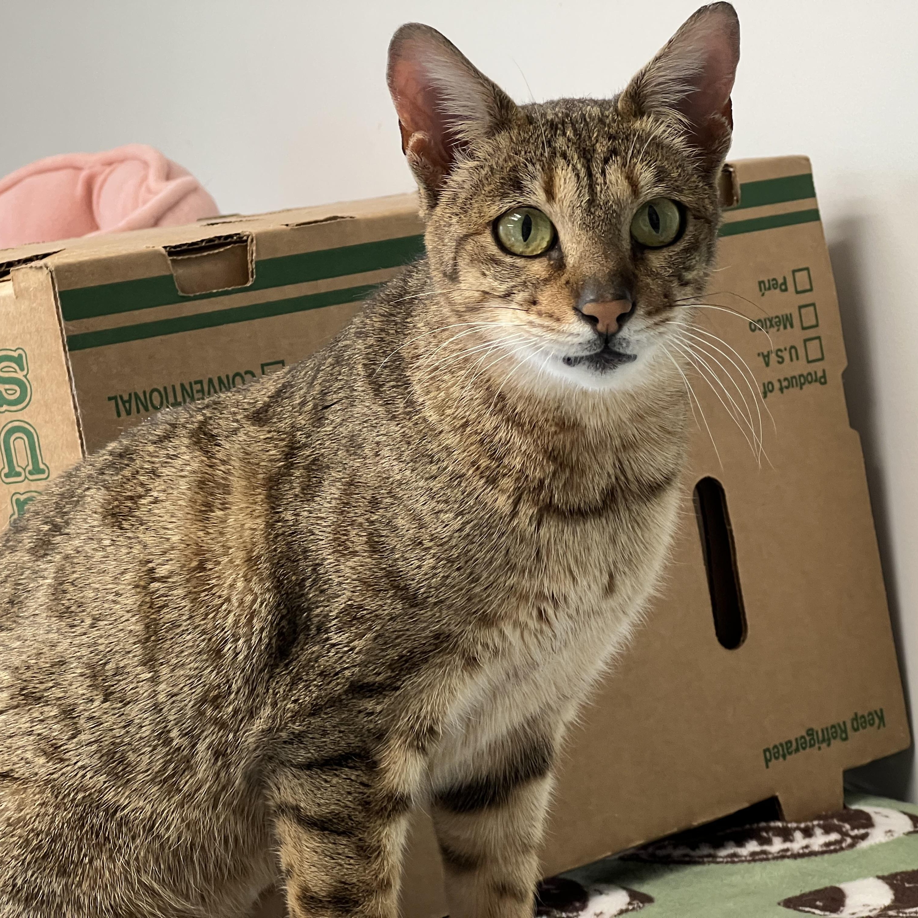 Enlarge Tabitha, a ADOPTABLE Domestic Short Hair in Medfield, MA image 1/4