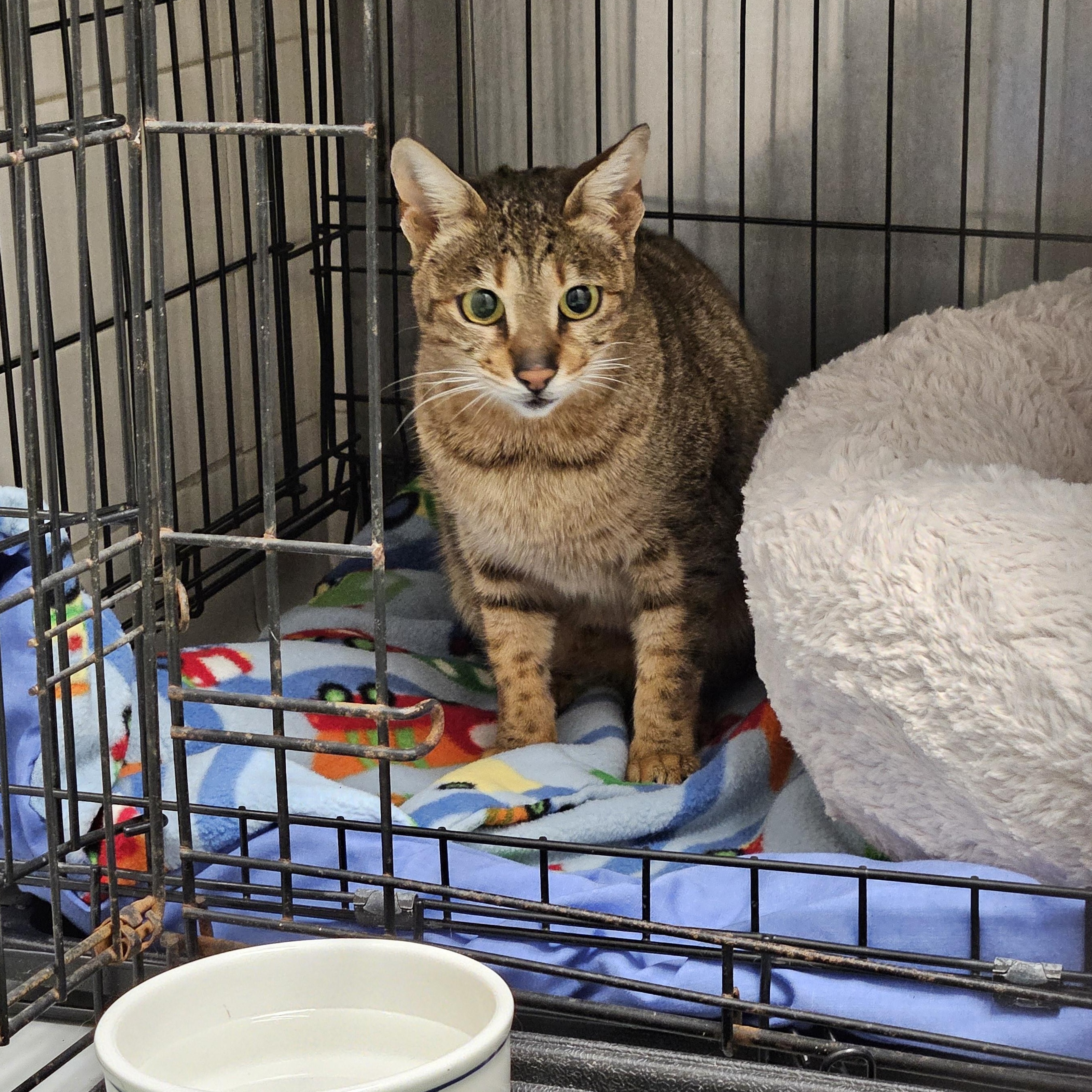 Enlarge Tabitha, a ADOPTABLE Domestic Short Hair in Medfield, MA image 3/4