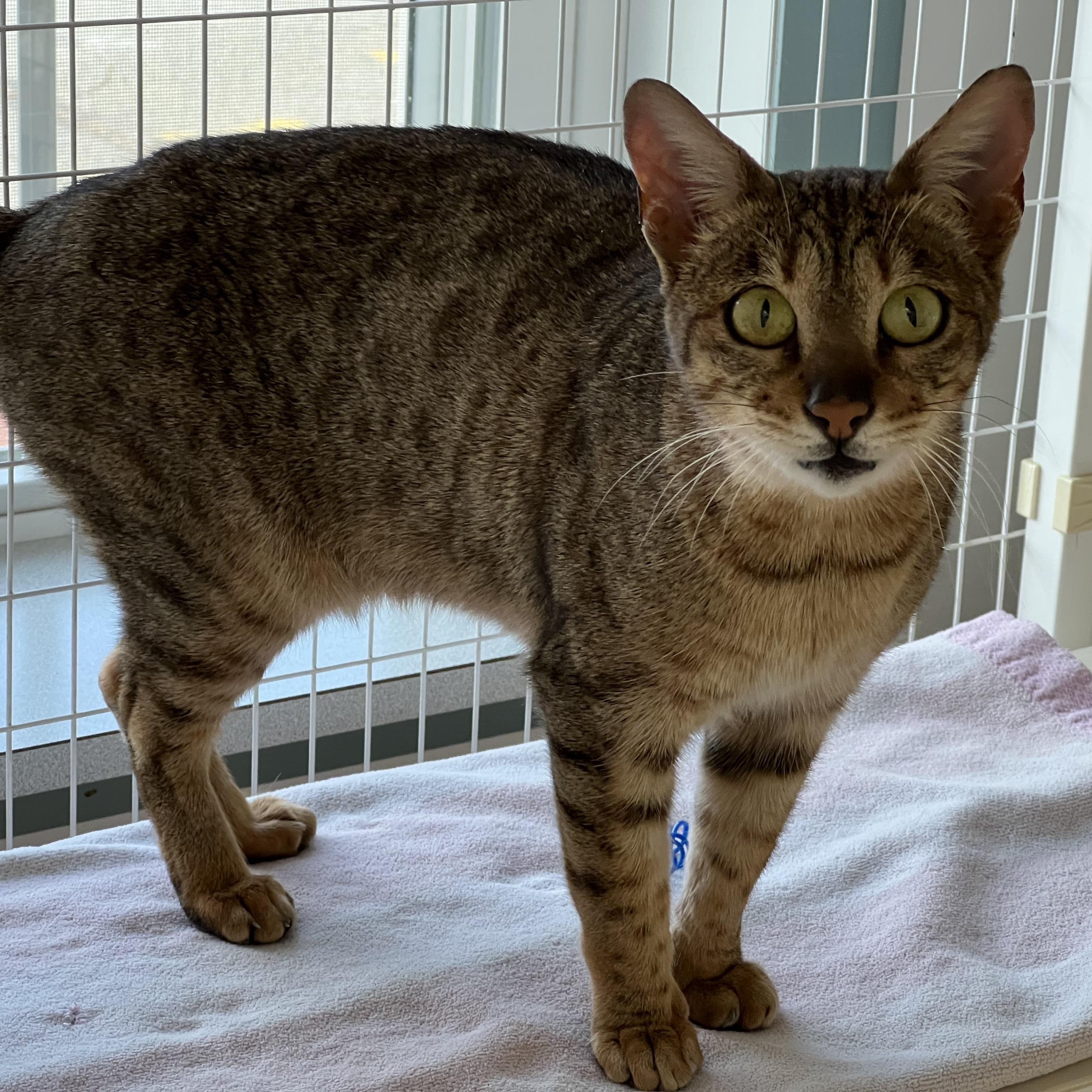 Enlarge Tabitha, a ADOPTABLE Domestic Short Hair in Medfield, MA image 4/4