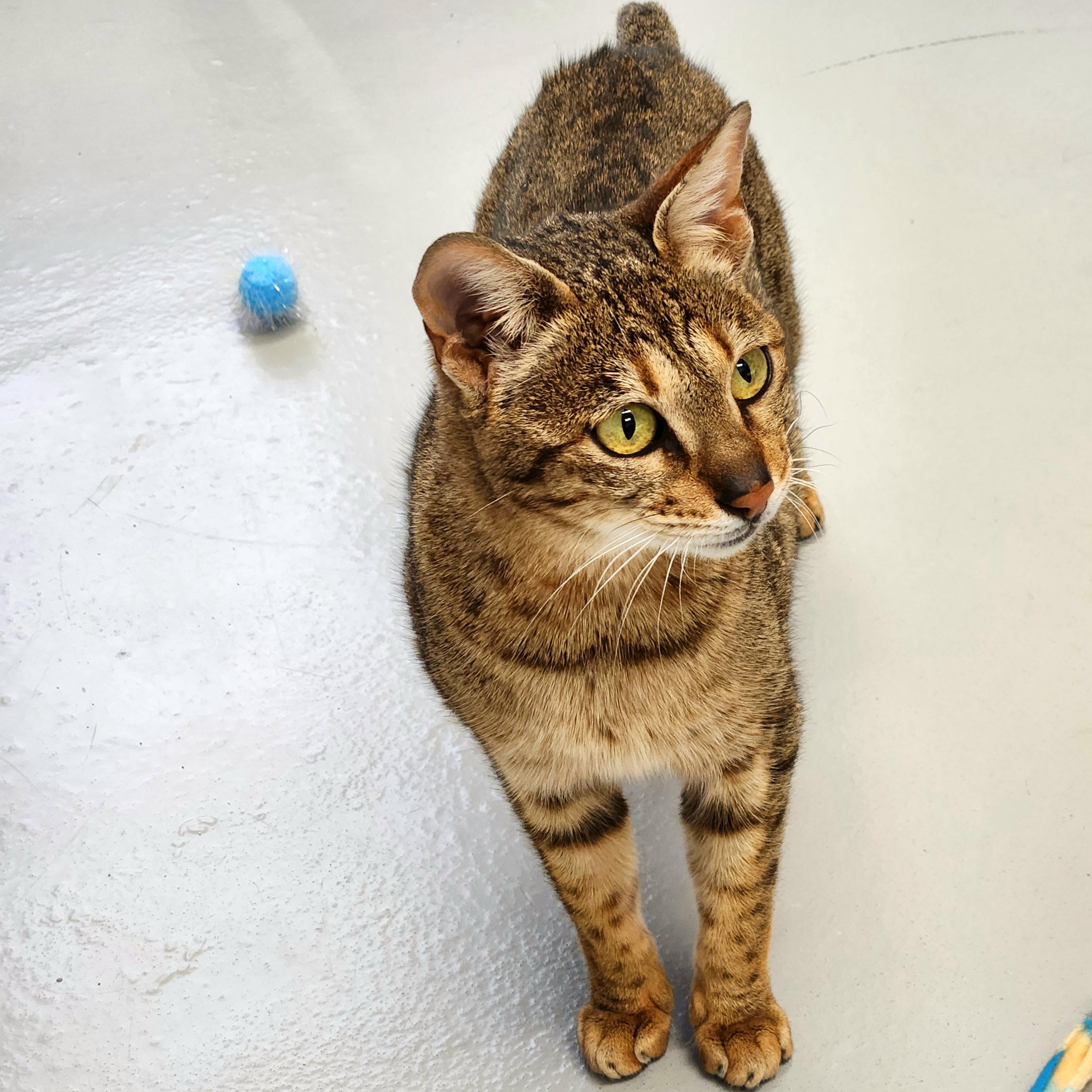 Enlarge Tabitha, a ADOPTABLE Domestic Short Hair in Medfield, MA image 2/4