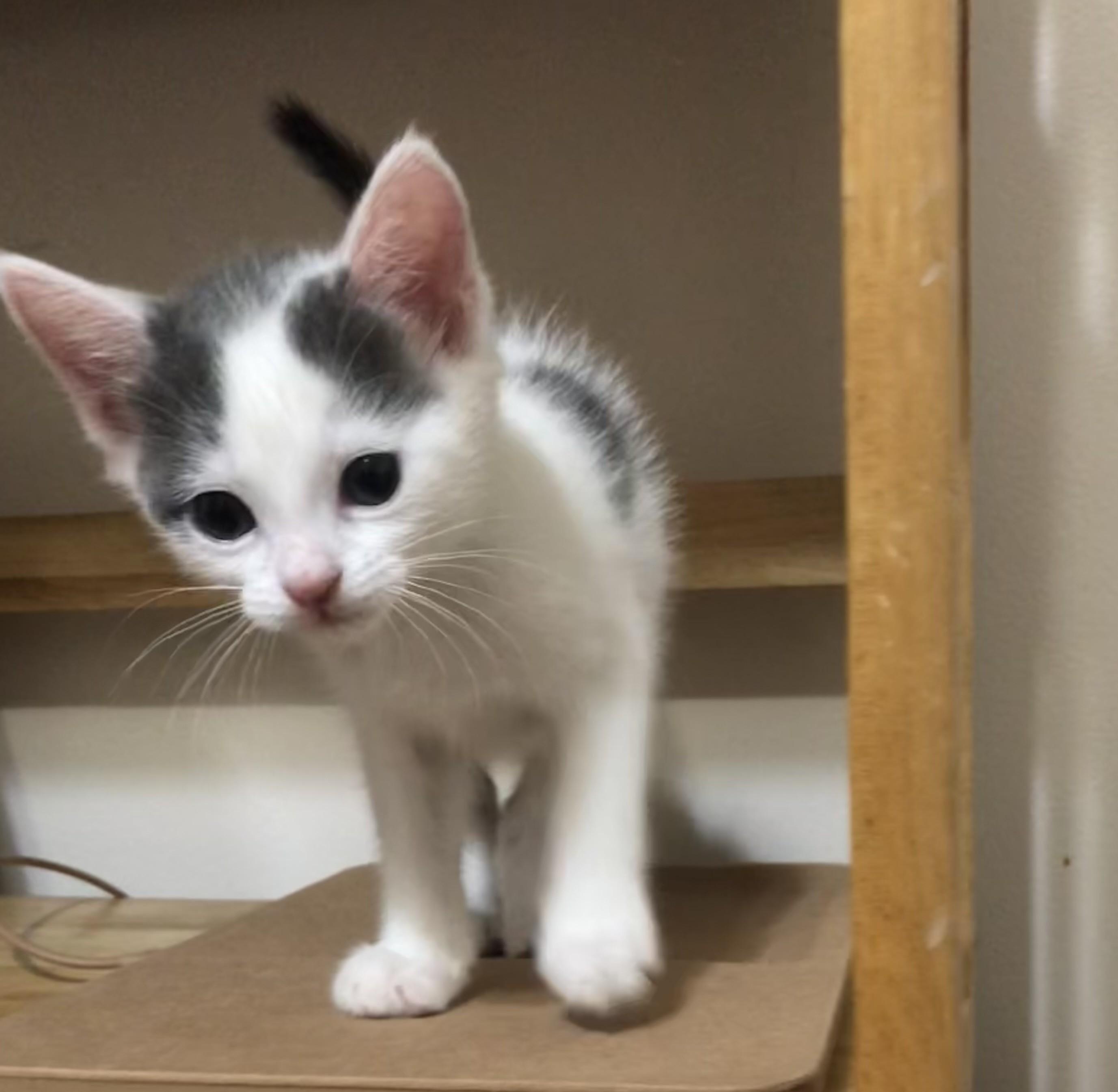 Storm & Snow, adopted, Kitten Female Tabby.