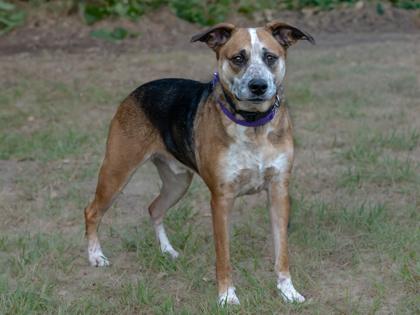 Enlarge Zulu, a Adoptable mixed breed in Coon Rapids, MN image 1/3