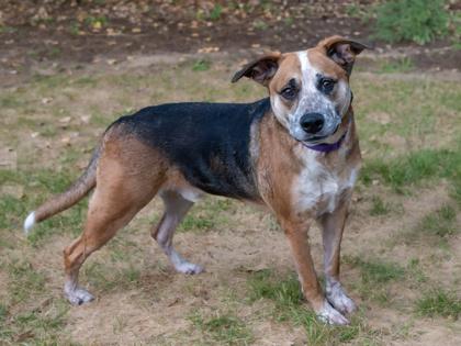 Enlarge Zulu, a Adoptable mixed breed in Coon Rapids, MN image 2/3