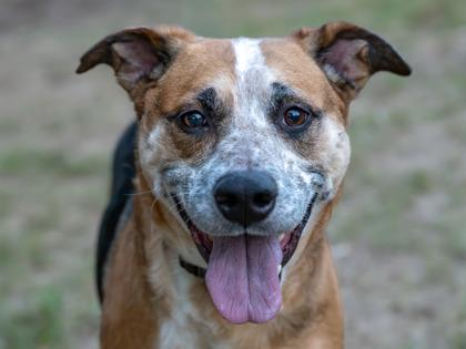 Enlarge Zulu, a Adoptable mixed breed in Coon Rapids, MN image 3/3