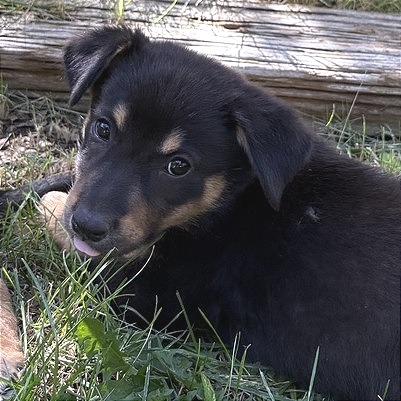 Enlarge Reba, a Adoptable Mixed Breed in Prescott, AZ image 1/4
