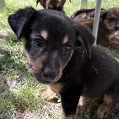 Enlarge Reba, a Adoptable Mixed Breed in Prescott, AZ image 2/4