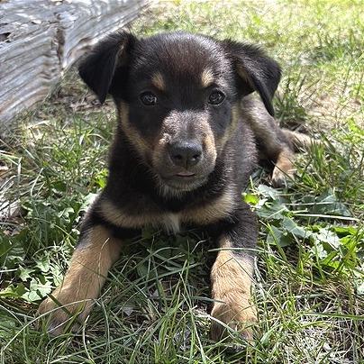 Enlarge Reba, a Adoptable Mixed Breed in Prescott, AZ image 3/4