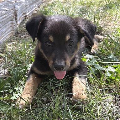 Enlarge Reba, a Adoptable Mixed Breed in Prescott, AZ image 4/4