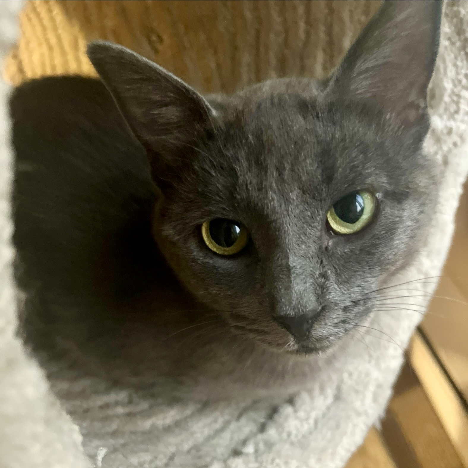 Cat for adoption Orla, a Domestic Short Hair in Pickering, ON Petfinder