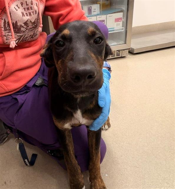 OCTOBER, Adoptable, Puppy Male German Shepherd Dog & Mixed Breed.