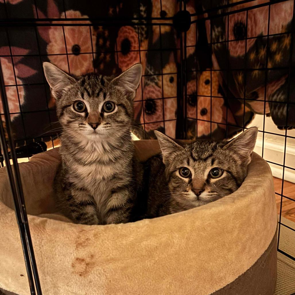 Toast (Grigsby Brother3), a Adoptable Domestic Short Hair in Sand Springs, OK image 1/2