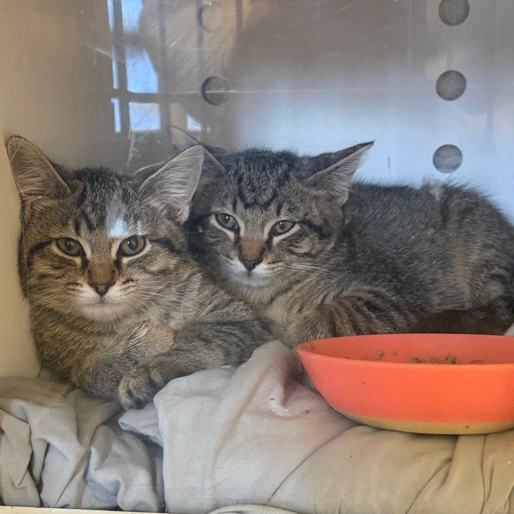 Toast (Grigsby Brother3), a Adoptable Domestic Short Hair in Sand Springs, OK image 2/2