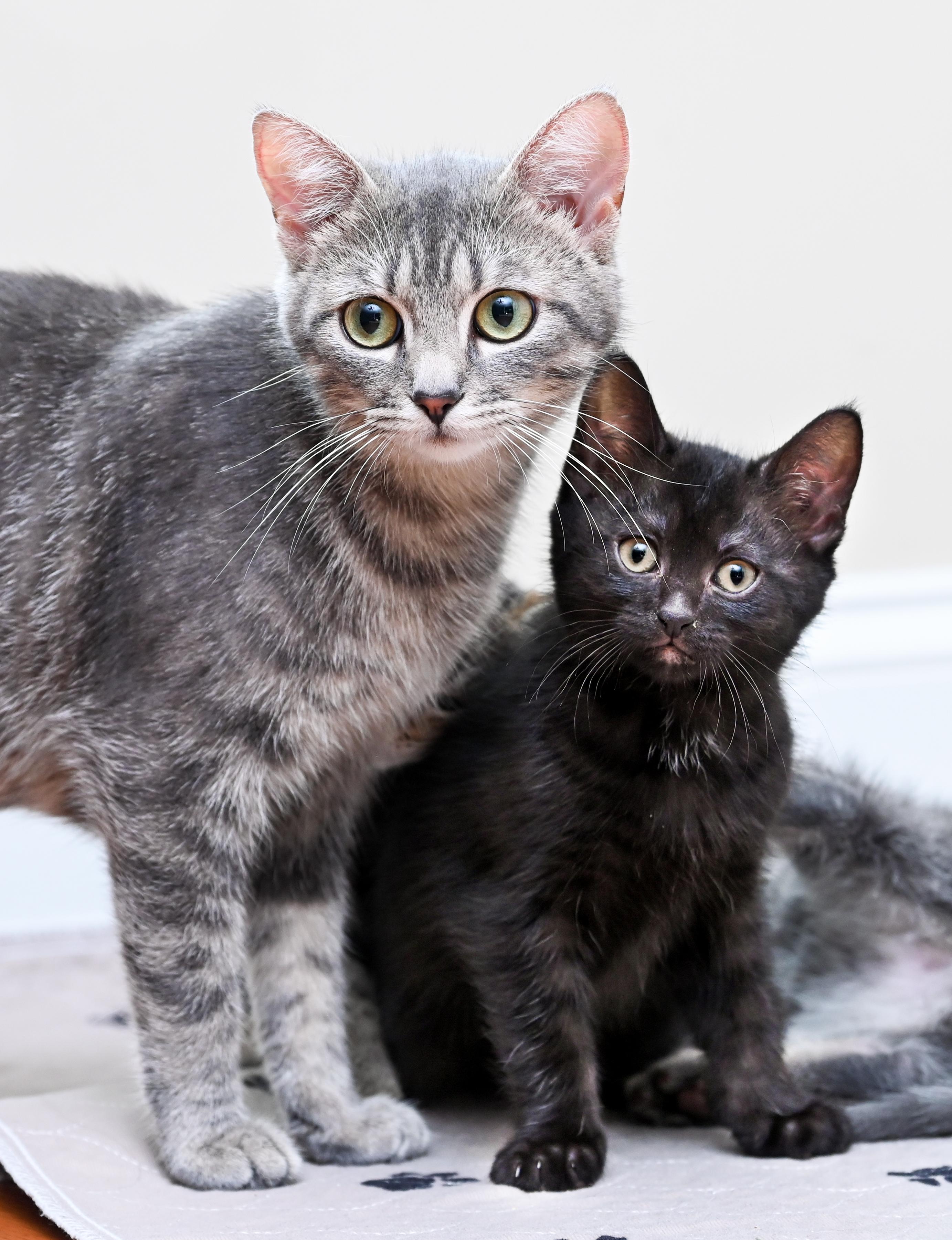 Orca, a Adoptable mixed breed in Chattanooga, TN image 5/5
