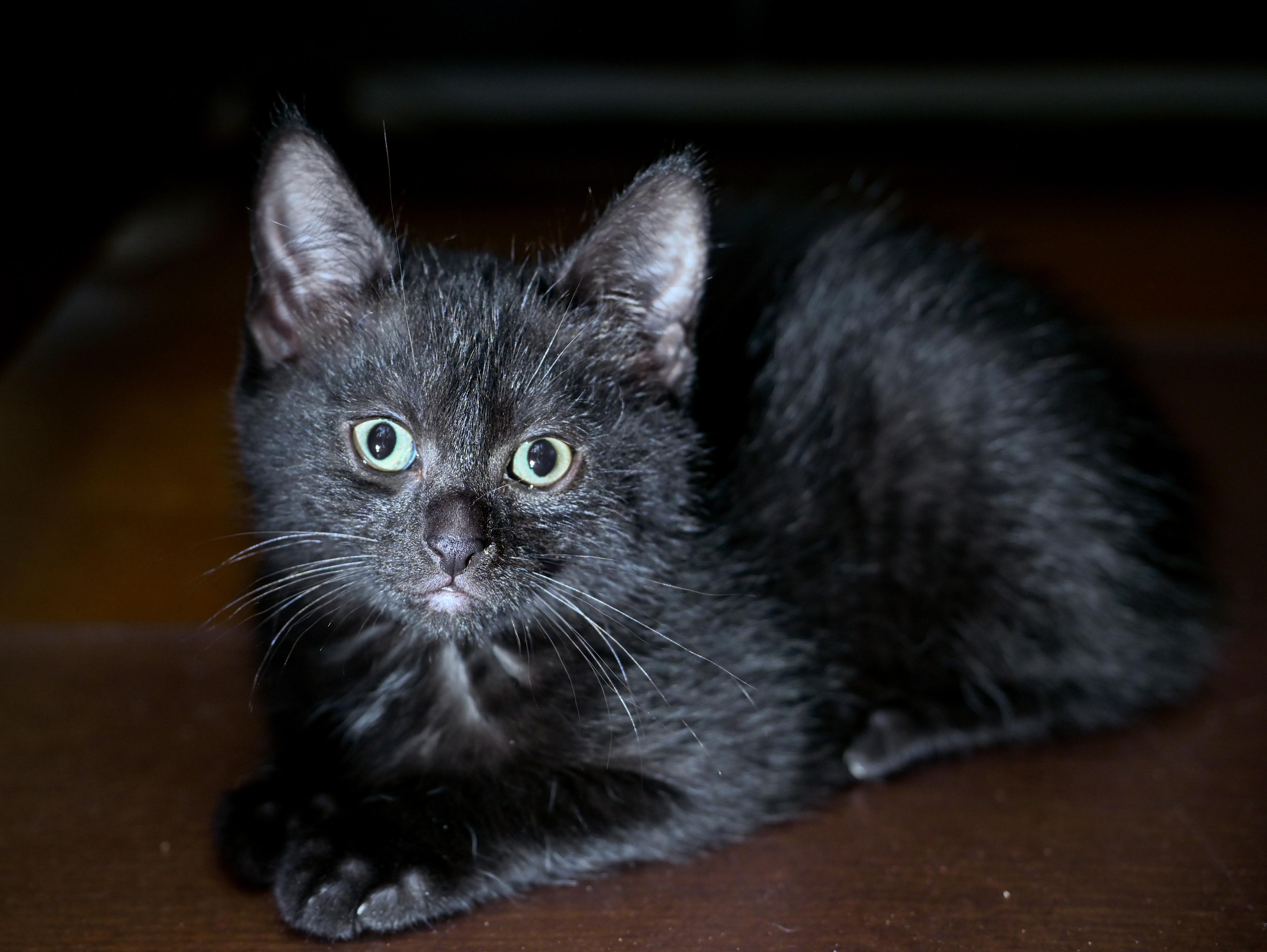 Orca, a Adoptable mixed breed in Chattanooga, TN image 4/5