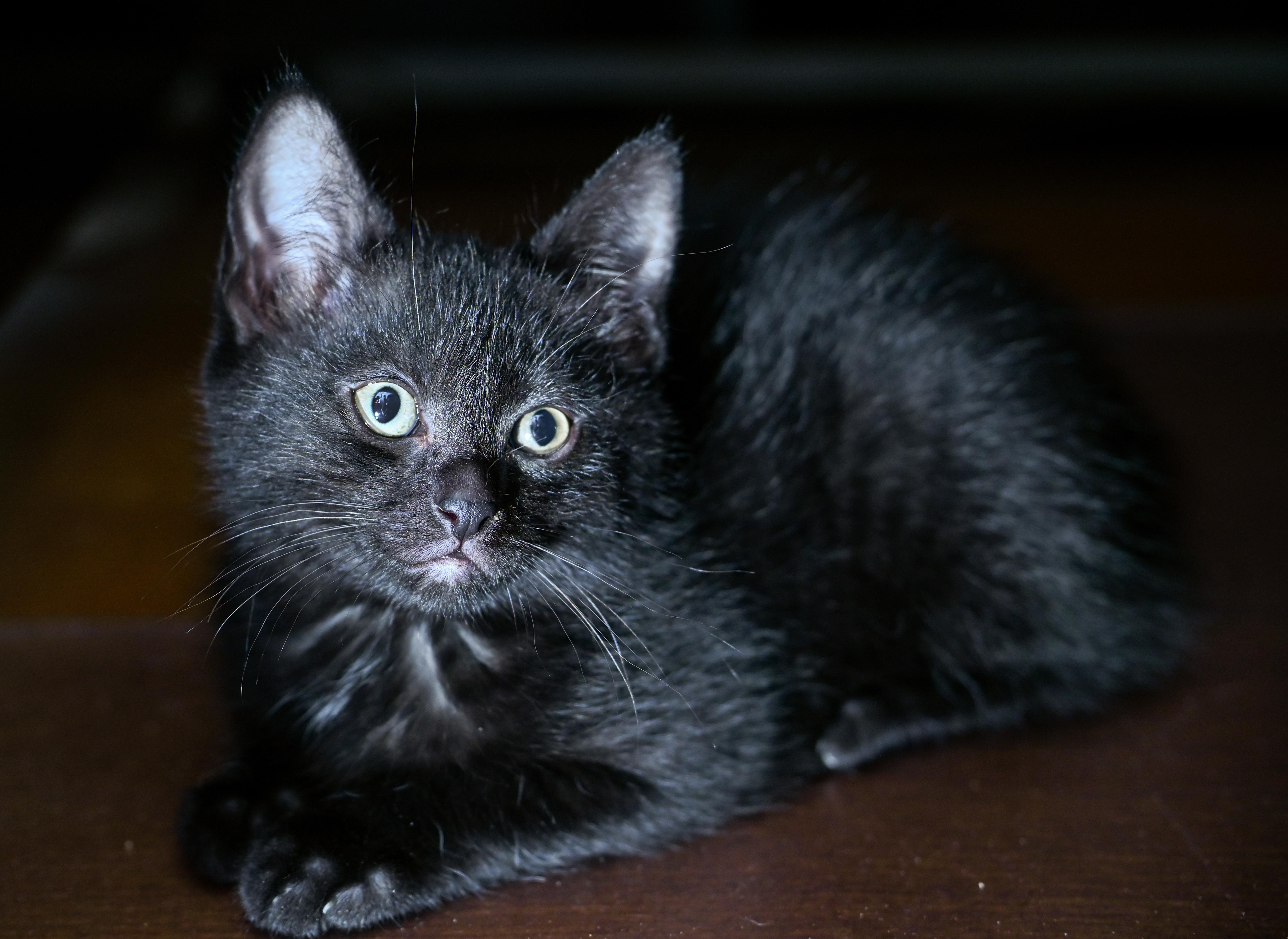 Orca, a Adoptable mixed breed in Chattanooga, TN image 3/5