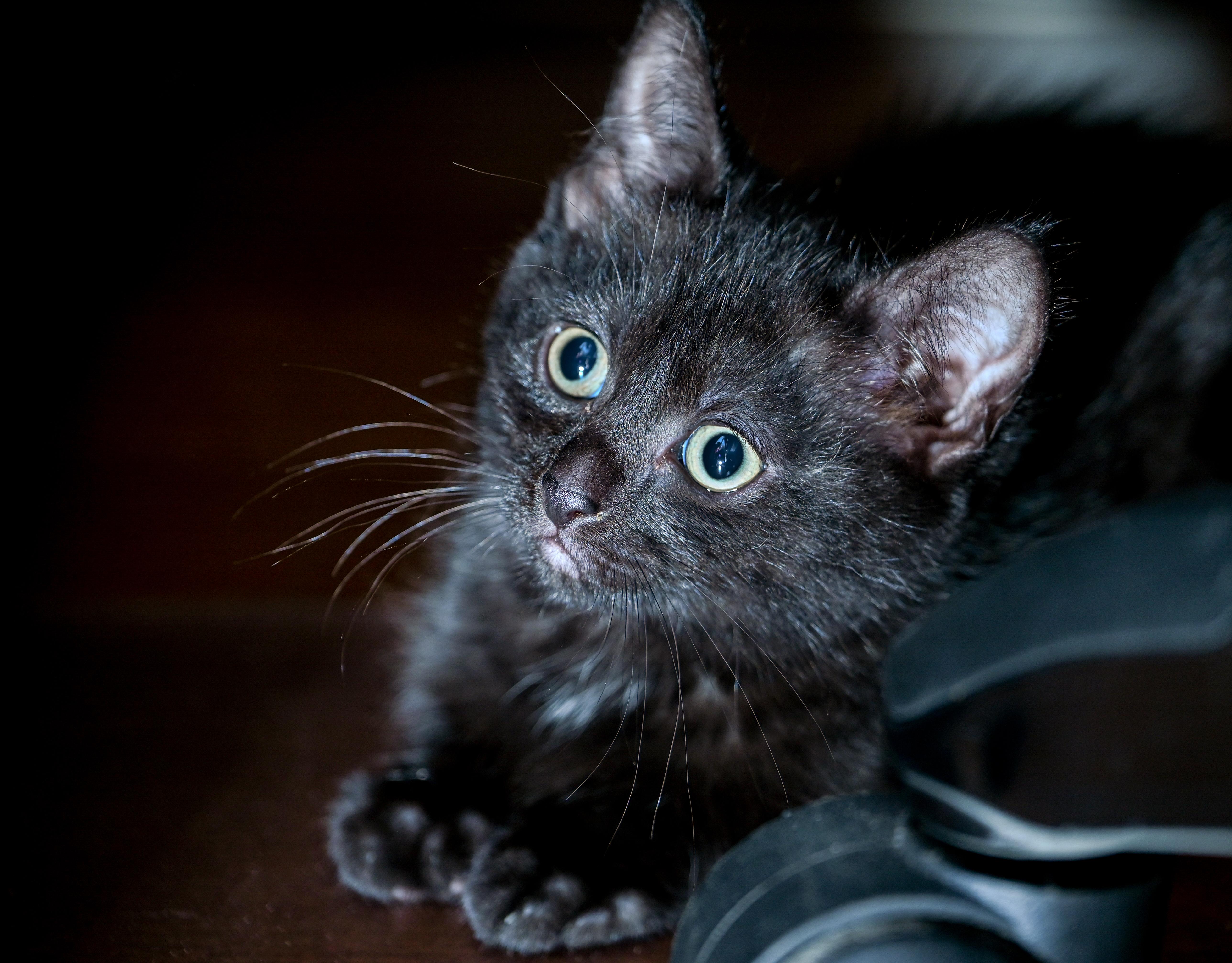 Orca, a Adoptable mixed breed in Chattanooga, TN image 2/5