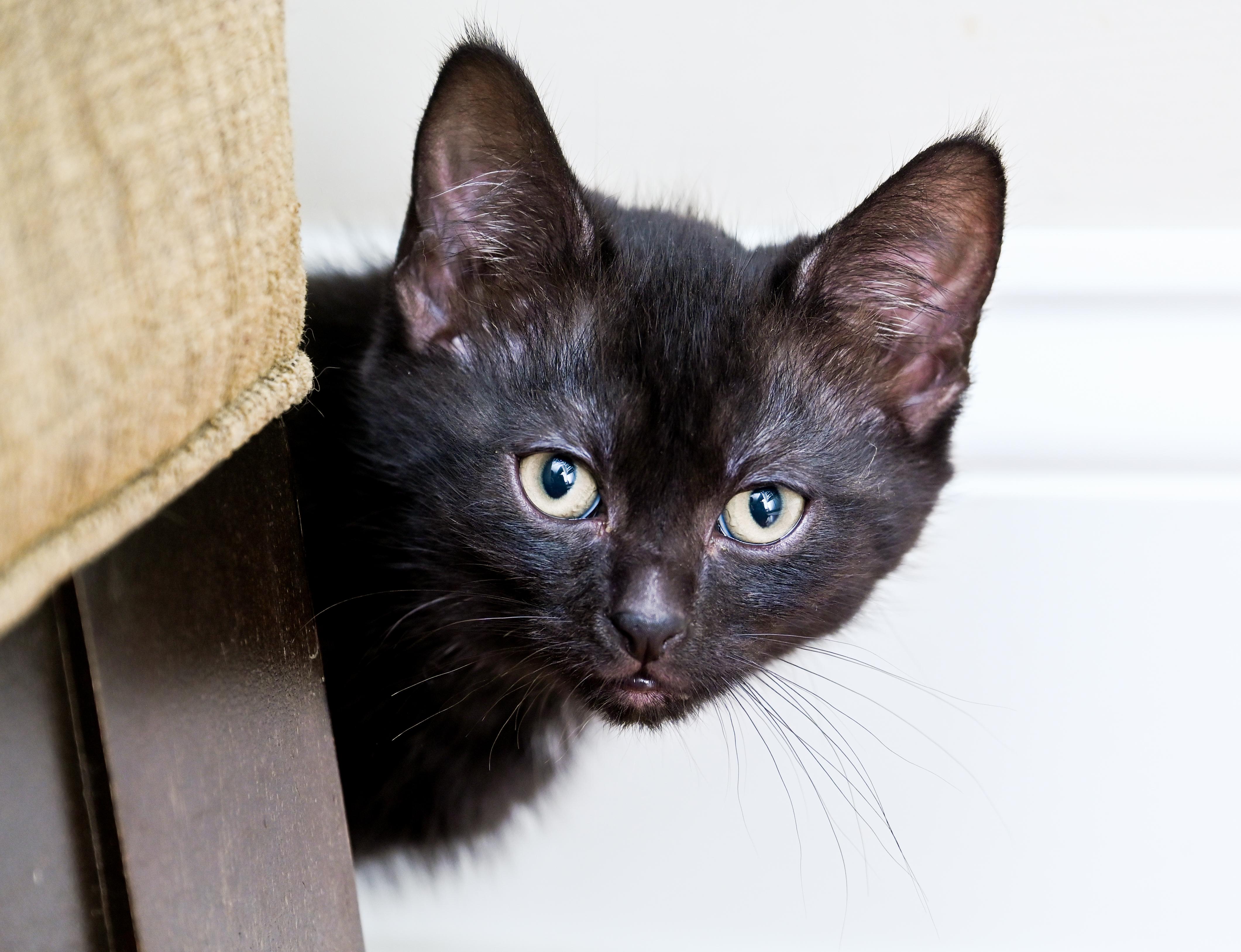 Orca, a Adoptable mixed breed in Chattanooga, TN image 1/5