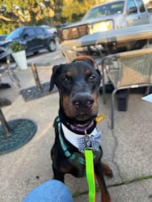 Chandler Goose, a Adoptable Doberman Pinscher in Brattleboro, VT image 5/6