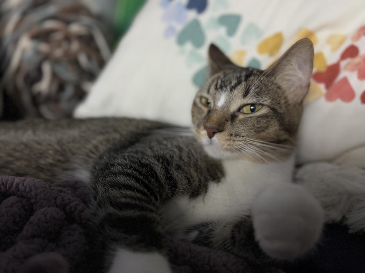 Nova Sweeties, Adoptable, Young Female Domestic Short Hair & Tabby.