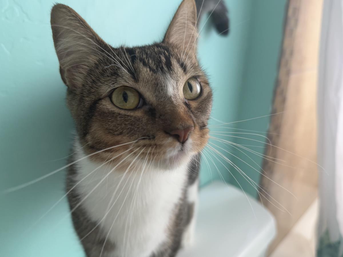 Nova Sweeties, Adoptable, Young Female Domestic Short Hair & Tabby.