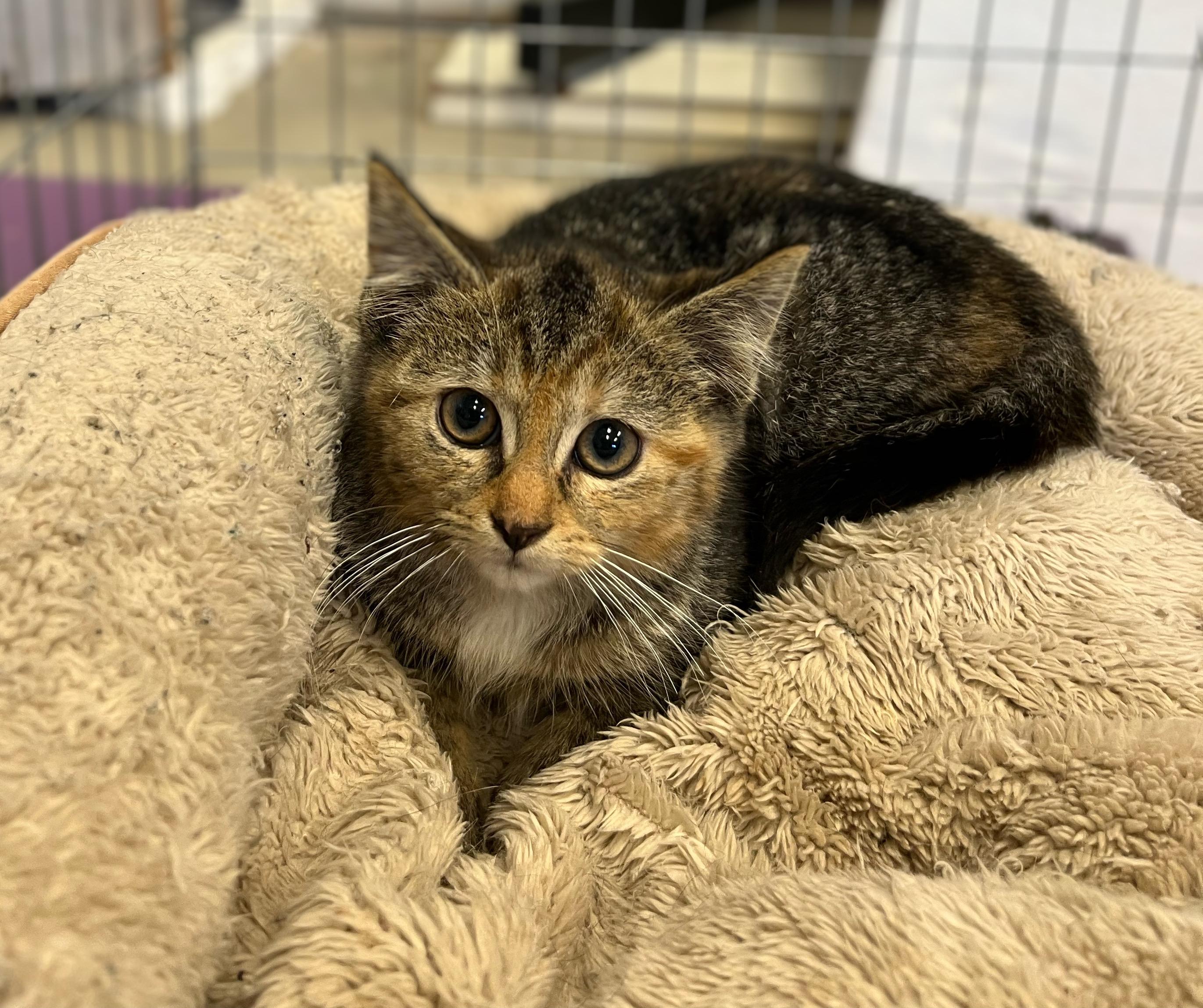 Enlarge Skittles, a Adopted mixed breed in Brick, NJ image 1/3