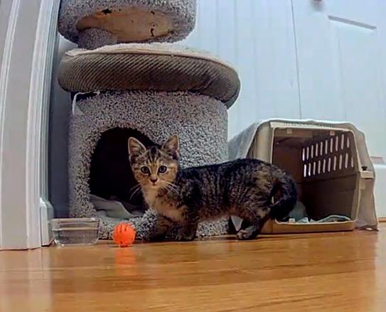 Enlarge Skittles, a Adopted mixed breed in Brick, NJ image 3/3