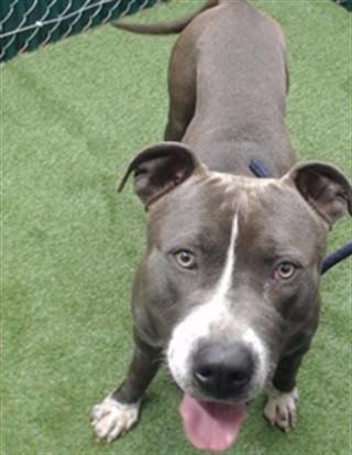 EVAN, Adoptable, Young Male Pit Bull Terrier.