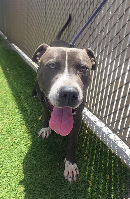 EVAN, Adoptable, Young Male Pit Bull Terrier.