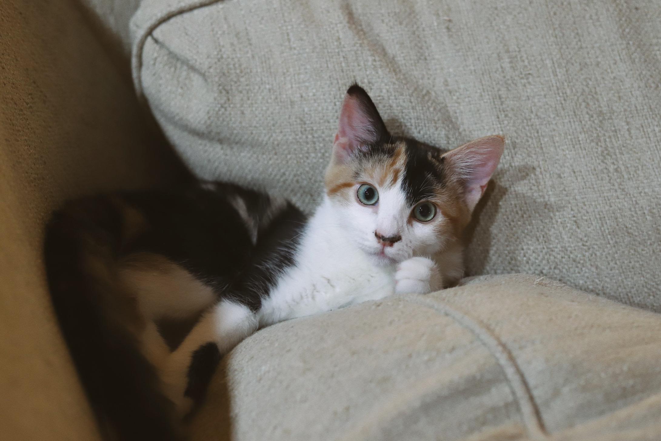 Enlarge Nutmeg, an adoptable Domestic Short Hair in Fairhope, AL image 2/3