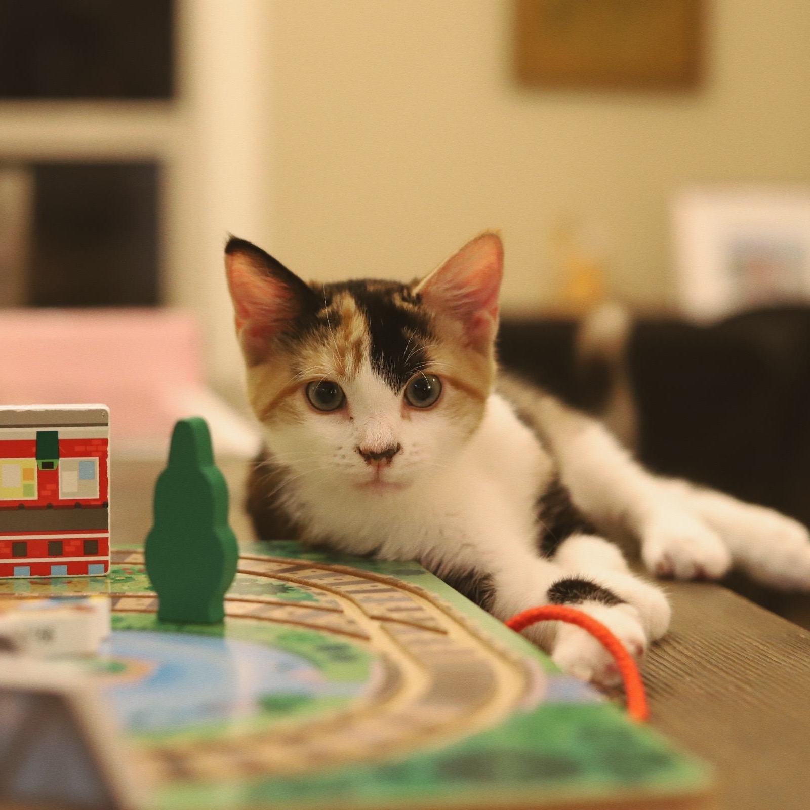 Nutmeg, adoptable, Young Female Domestic Short Hair.