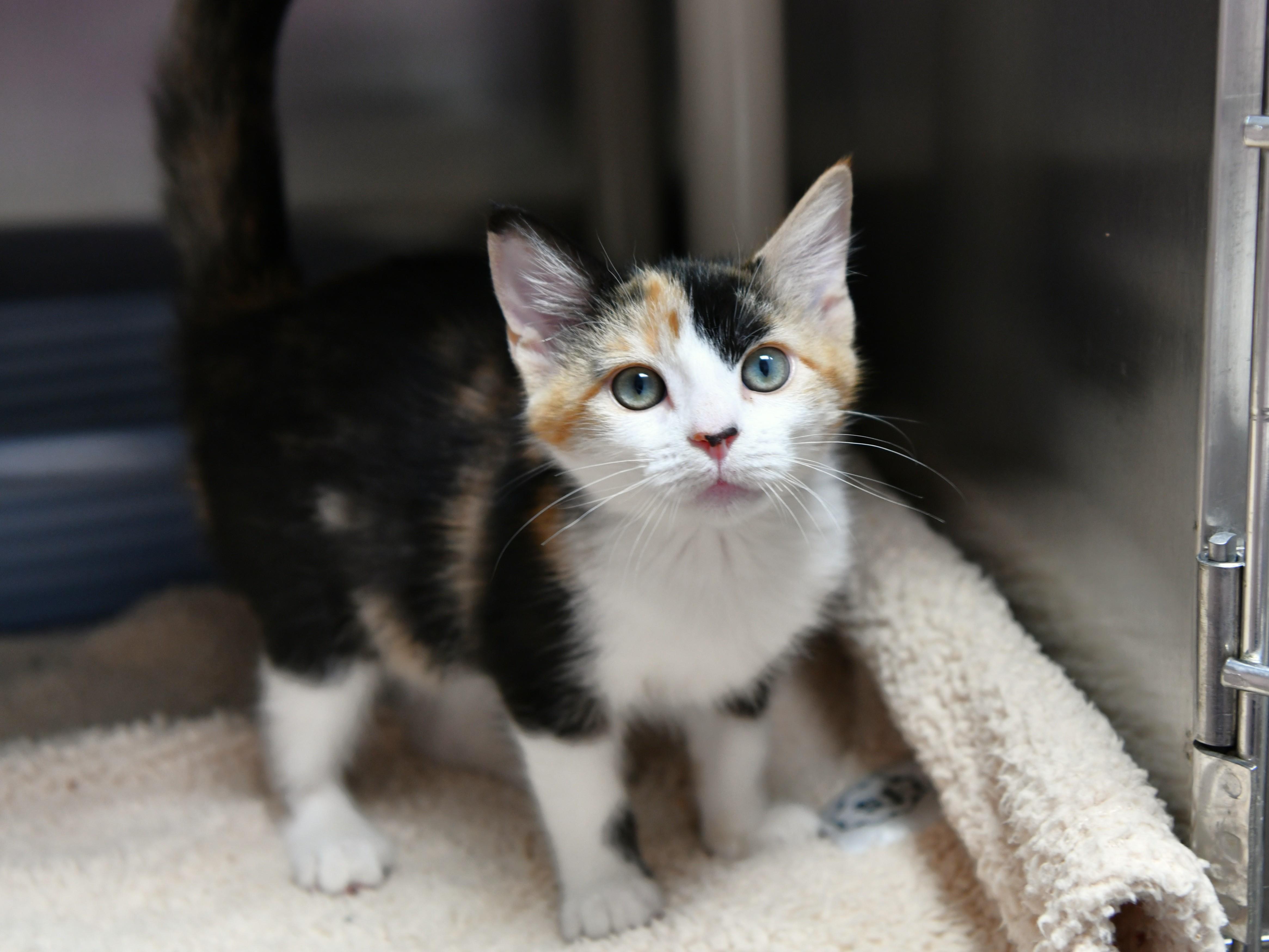 Enlarge Nutmeg, a ADOPTABLE Domestic Short Hair in Fairhope, AL image 1/1