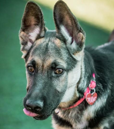 Enlarge Brandy, a Adoptable German Shepherd Dog in Brookfield, CT image 2/5