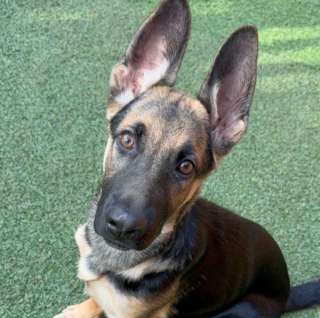 Enlarge Brandy, a Adoptable German Shepherd Dog in Brookfield, CT image 1/5
