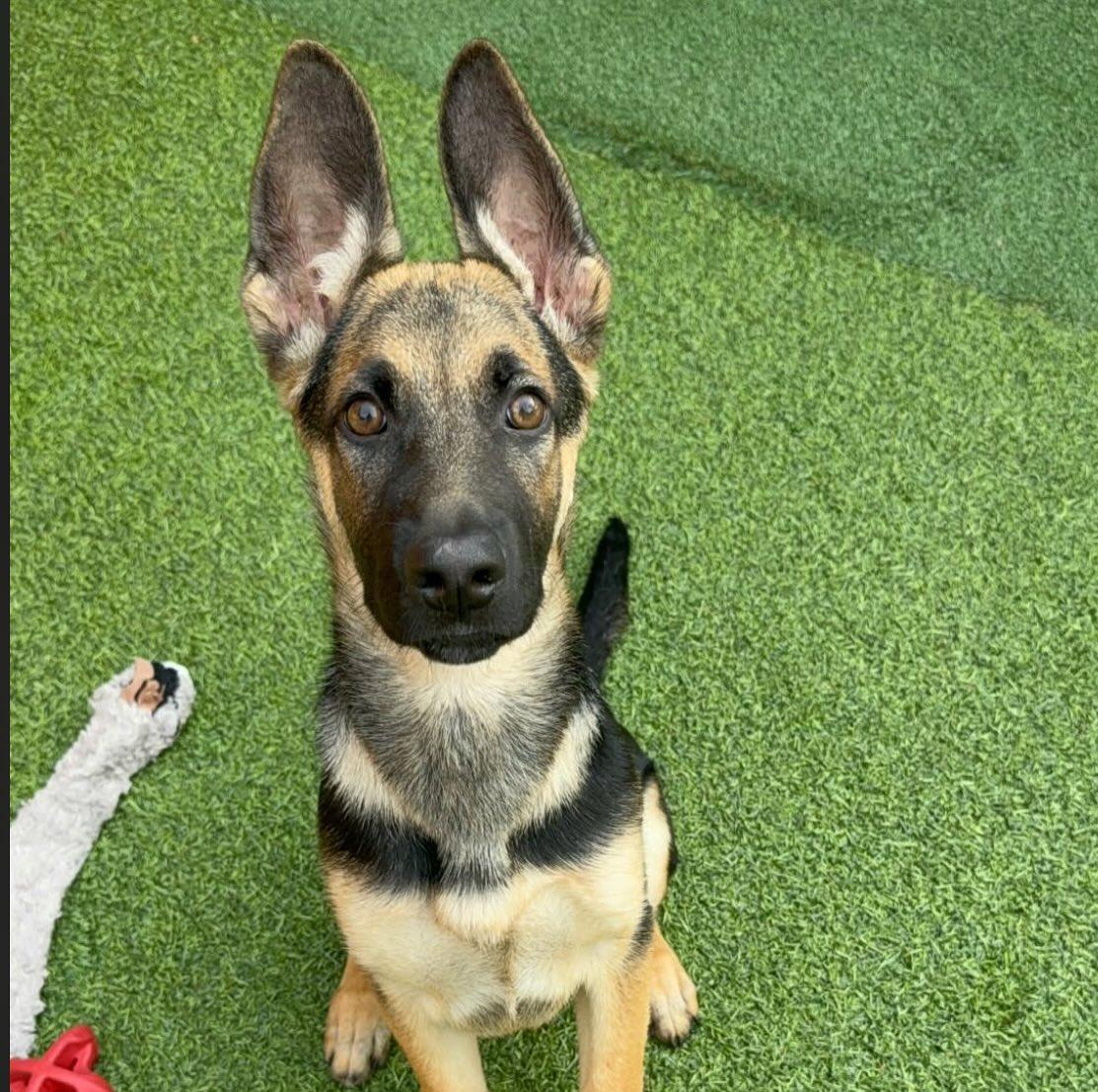 Enlarge Brandy, a Adoptable German Shepherd Dog in Brookfield, CT image 4/5