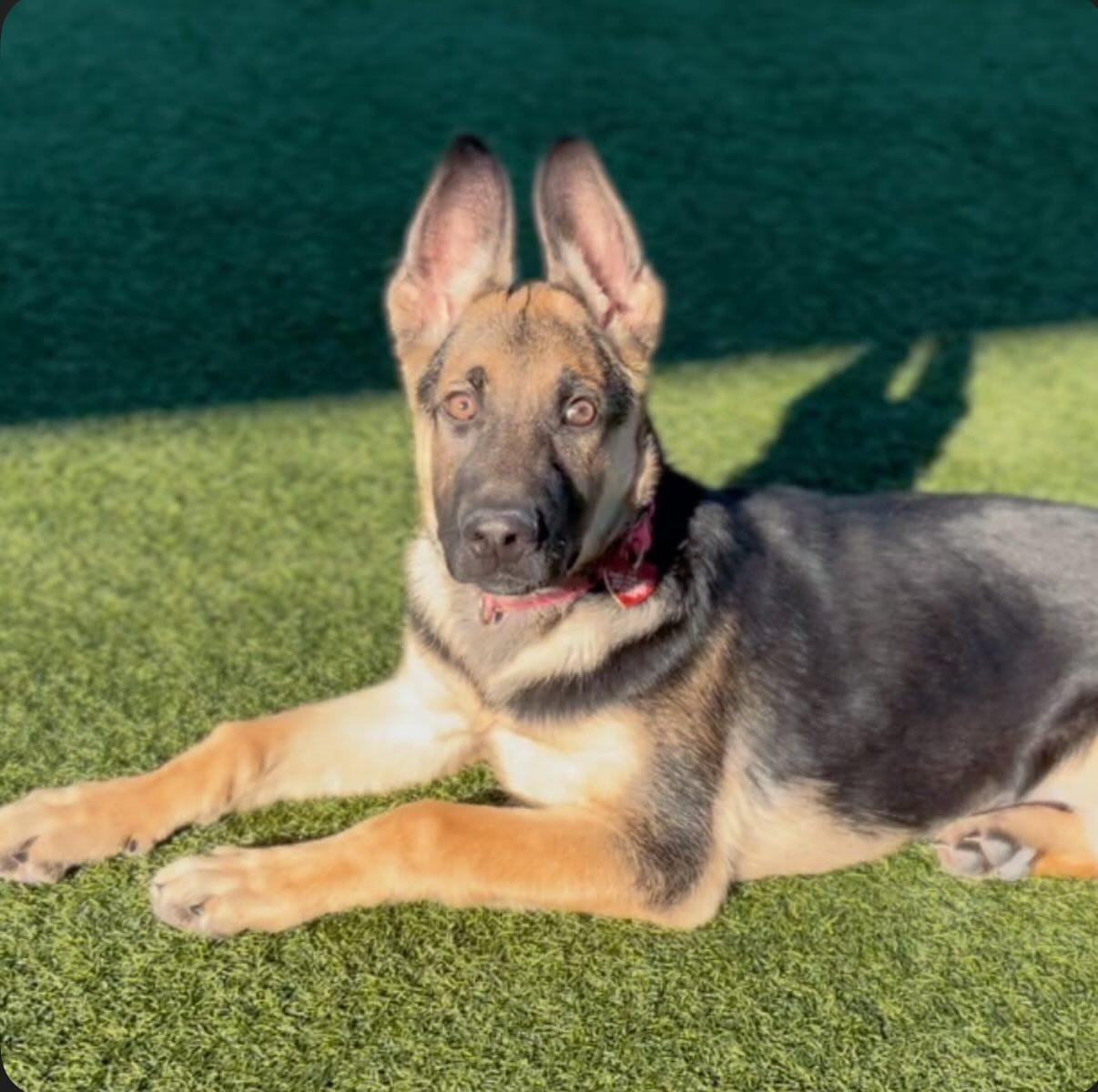 Enlarge Brandy, a Adoptable German Shepherd Dog in Brookfield, CT image 5/5