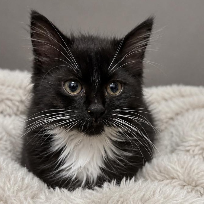 Enlarge Iris, a Adoptable mixed breed in Andover, MN image 1/2