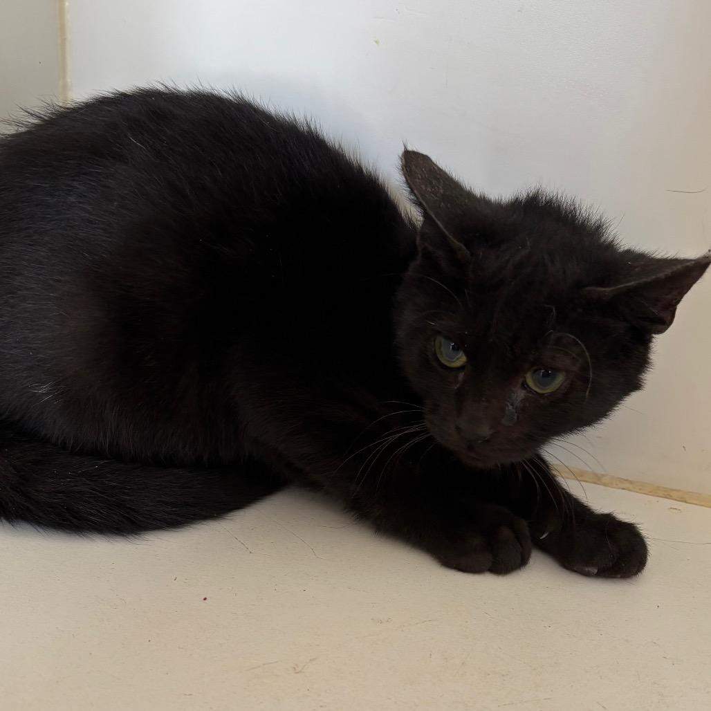 Meowgical, Adoptable, Kitten Male Domestic Short Hair.