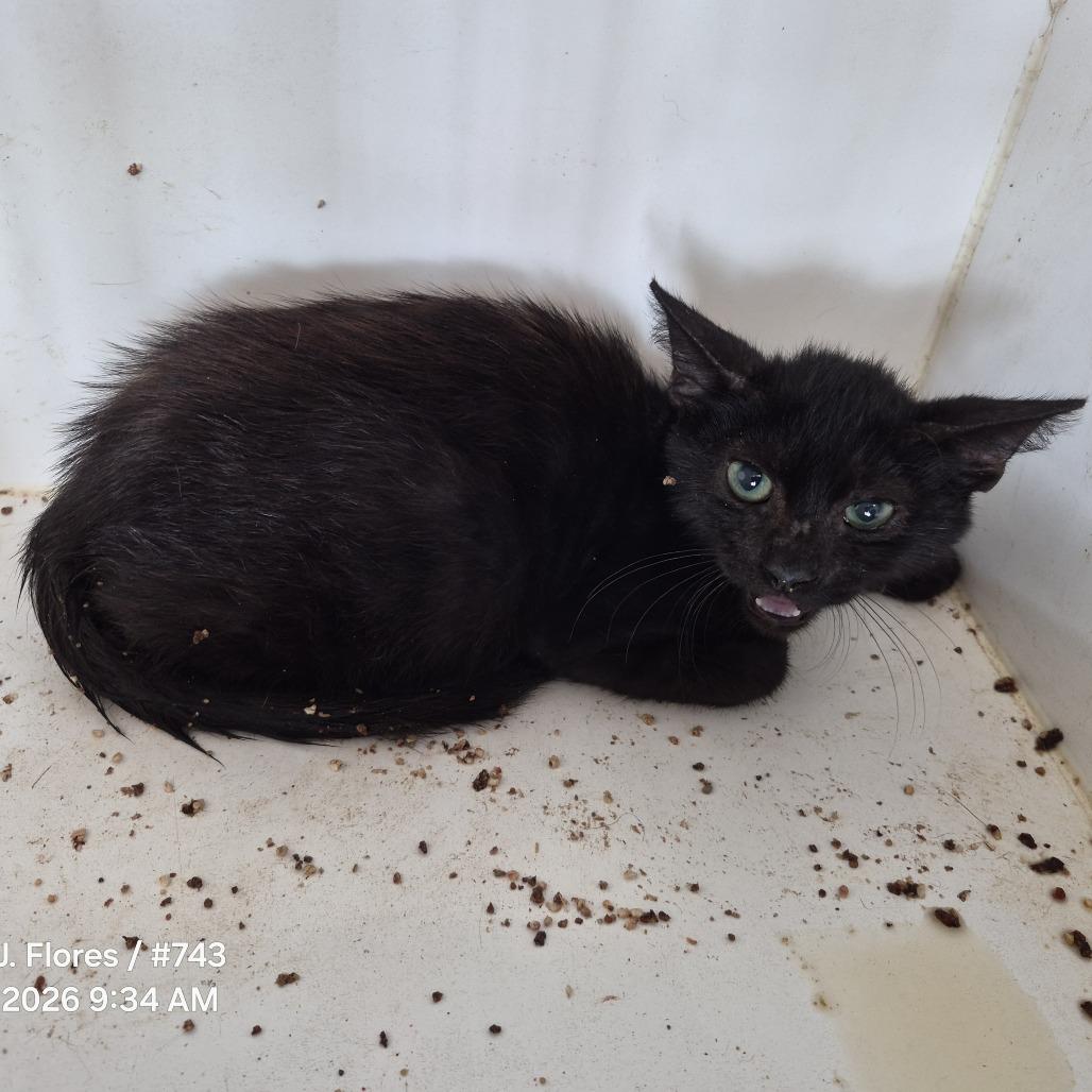 Enlarge Meowgical, a Adoptable Domestic Short Hair in Portland, TX image 2/2