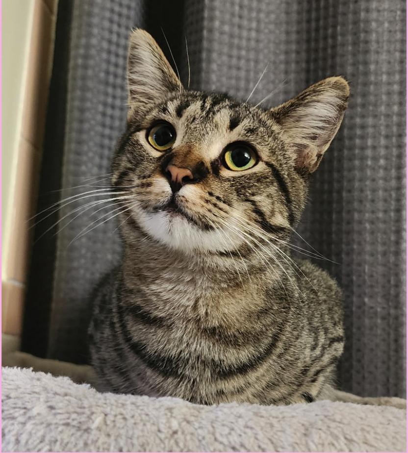 McCaw, ADOPTABLE, Kitten Female American Shorthair.