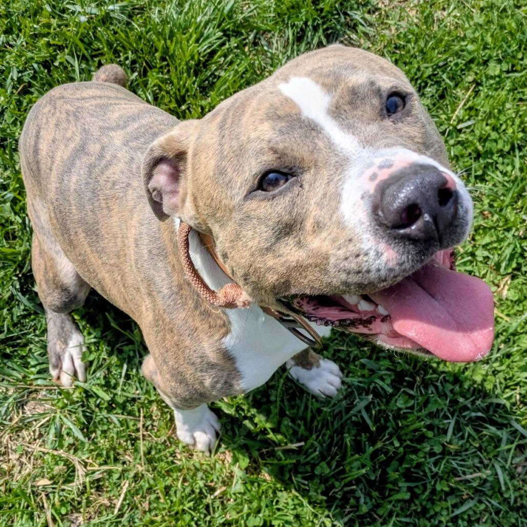 Enlarge Frankie, a Adoptable Mixed Breed in Jeffersonville, IN image 2/6