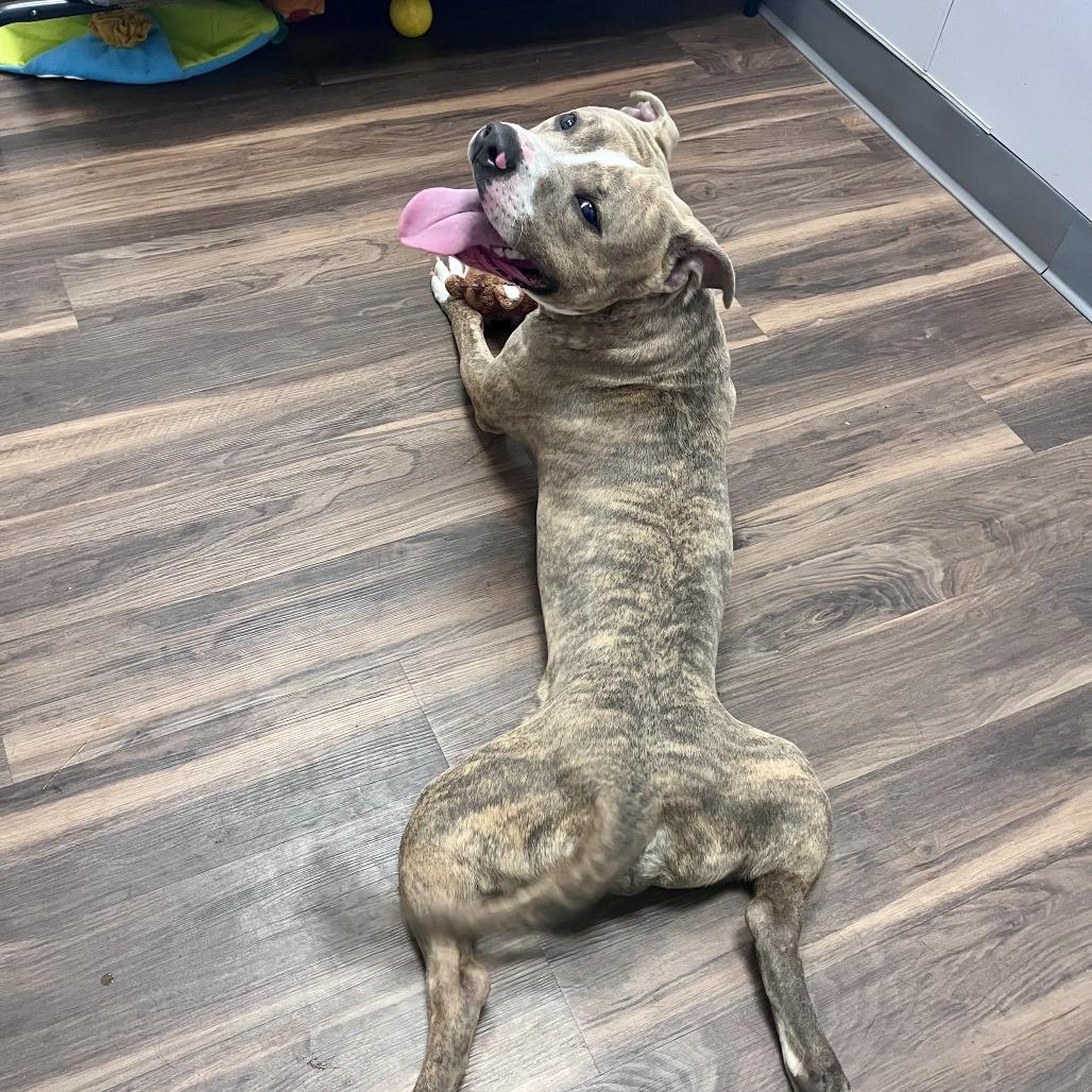 Enlarge Frankie, a Adoptable Mixed Breed in Jeffersonville, IN image 3/6