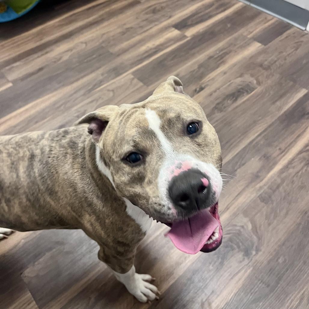 Enlarge Frankie, a Adoptable Mixed Breed in Jeffersonville, IN image 4/6