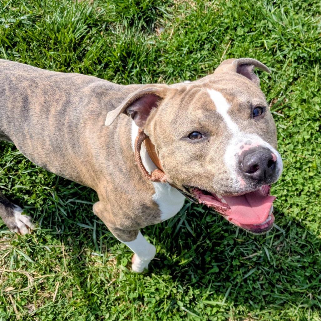 Enlarge Frankie, a Adoptable Mixed Breed in Jeffersonville, IN image 5/6